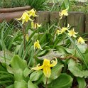 Erythronium 'Pagoda'